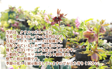 クリスマスローズ 百花オリジナルセット ダブル 3鉢【百花 -MoKa-】/ 花 苗 ポット クリスマス 