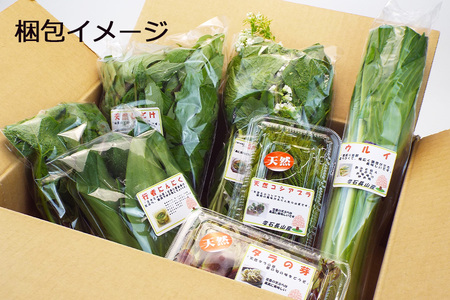 【 2026年 4月より順次発送】 春の 山菜 おまかせ セット 5～6種類 【産直 松の実】 人気 産直 採れたて 新鮮野菜 季節野菜 旬 旬野菜 春野菜 春の味覚 国産 産地直送 期間限定 数量限定 仕送り 詰合わせ お取り寄せ 野菜 おすすめ 予約 予約受付 早期予約