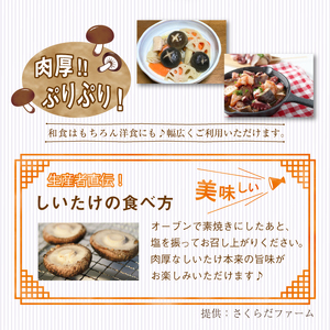 国産 岩手県産 肉厚 生しいたけ 1kg 【さくらだファーム】 椎茸 しいたけ シイタケ きのこ 茸 キノコ 野菜 やさい １ｋｇ 1キロ １キロ 出汁 だし ダシ 旨味 鍋 なべ 煮物 煮込み 七輪 焼き物 串焼き 素焼き ＢＢＱ BBQ 人気 おすすめ