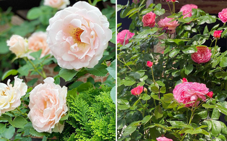 キャンドル2種詰合せセット《角柱》(自家製花使用)【hanamiyuki】 / フラワーキャンドル ろうそく ギフト プレゼント