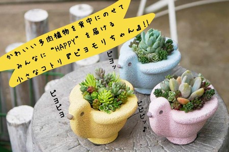 多肉植物　無料でつけるおまけです。 363751-1.jpg