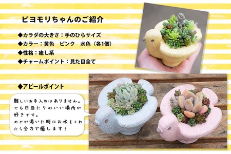 東北最大級のガーデニング専門店 厳選 かわいい多肉植物シリーズ 数量