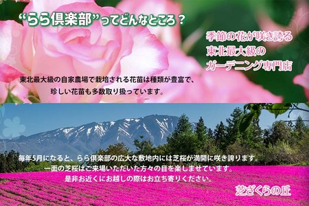 東北最大級のガーデニング専門店 厳選 かわいい多肉植物シリーズ 数量
