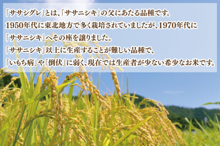 ★令和6年産★ 新米 ささしぐれ 5kg (精米) | 希少品種 新米 お米 おこめ 米 ササシグレ 無農薬 無肥料 安心 あっさり食感 冷めてもおいしい  (DE006)