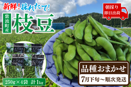 採れたて枝豆 (品種おまかせ) 1kg (250g×4袋) 新鮮 産地直送 朝採り (DI007)