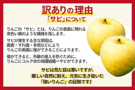 ＼先行予約／訳あり りんご はるか 糖度14度以上 選べる容量 5kg 純情はるか フルーツ 自家用 岩手 林檎 高級フルーツ 数量限定 わけありはるか【冬恋研究会】 (AI010)