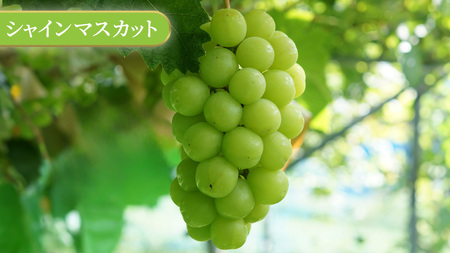 \訳あり ご家庭用/大粒ぶどう(種なし)詰合せ 合計 3~5房入 (DM004)