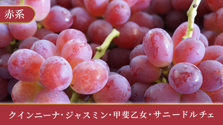 \訳あり ご家庭用/大粒ぶどう(種なし)詰合せ 合計 3~5房入 (DM004)