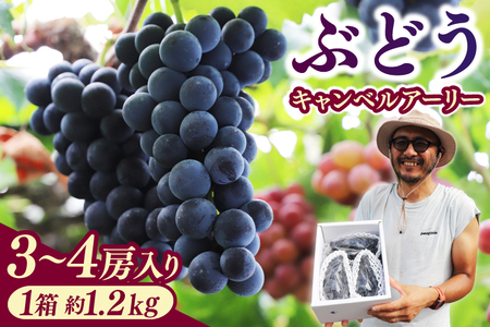 ぶどう 【2026年先行予約】キャンベルアーリー (3~4房入り) 約1.2kg EK002 ぶどう