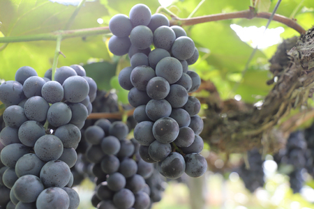 ぶどう 【2026年先行予約】キャンベルアーリー (3~4房入り) 約1.2kg EK002 ぶどう