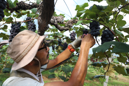 ぶどう 【2026年先行予約】キャンベルアーリー (3~4房入り) 約1.2kg EK002 ぶどう