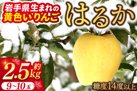 ＼年内発送・数量限定／ りんご 「はるか」 糖度14度以上 選べる容量 2.5kg 純情はるか フルーツ 岩手県産 ブランド 林檎 高級フルーツ 数量限定 はるか【冬恋研究会】 (AI014)