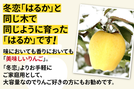 ＼年内発送・数量限定／ りんご 「はるか」 糖度14度以上 選べる容量 2.5kg 純情はるか フルーツ 岩手県産 ブランド 林檎 高級フルーツ 数量限定 はるか【冬恋研究会】 (AI014)