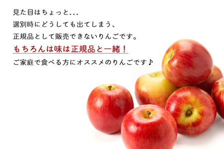 【24日まで年内発送】りんご 訳ありサンふじ5kg (DV054) りんご