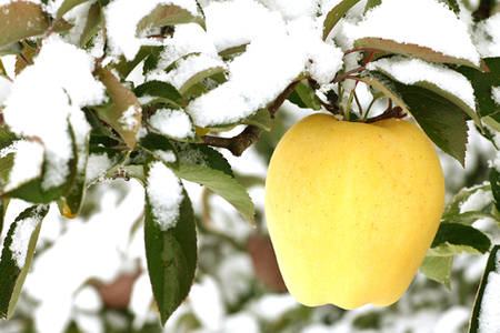 ★1月発送★ りんご 「年越し 冬恋はるか 約2.5kg 」 糖度15度以上 数量限定 岩手県産 りんご リンゴ 林檎 冬恋 はるか フルーツ くだもの 果物 【冬恋研究会】 (AI022-ts)