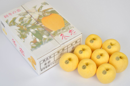 ★1月発送★ りんご 「年越し 冬恋はるか 約2.5kg 」 糖度15度以上 数量限定 岩手県産 りんご リンゴ 林檎 冬恋 はるか フルーツ くだもの 果物 【冬恋研究会】 (AI022-ts)