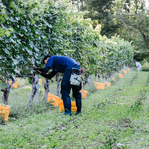 ワイン 赤・白 辛口 ワイン 2本セット AL045-1