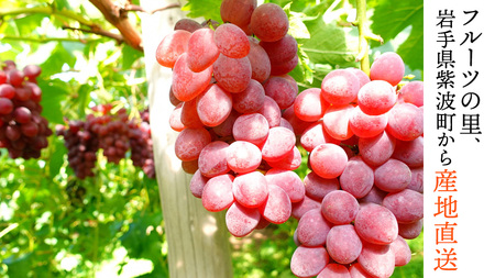 ぶどう【2026年先行予約】サニールージュ 1kg AR031 ぶどう