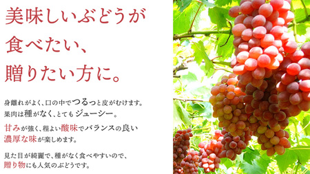 ぶどう【2026年先行予約】サニールージュ 1kg AR031 ぶどう