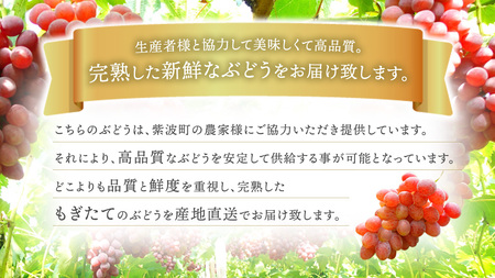 ぶどう【2026年先行予約】サニールージュ 1kg AR031 ぶどう