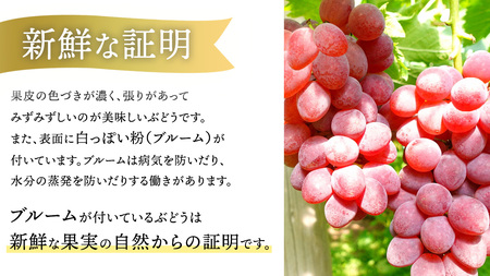 ぶどう【2026年先行予約】サニールージュ 1kg AR031 ぶどう