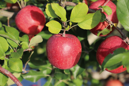 りんごジュース 2本セット(AL055-1)りんごジュース 