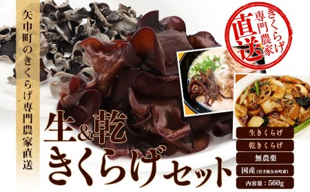 国産 生きくらげと乾燥きくらげ 計560ｇ きくらげ専門農家直送 無農薬