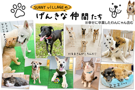 【お礼品なし】殺処分ゼロとその先を目指して！　動物保護シェルターへの応援寄附　300,000円