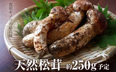 天然松茸 約250g(予定)