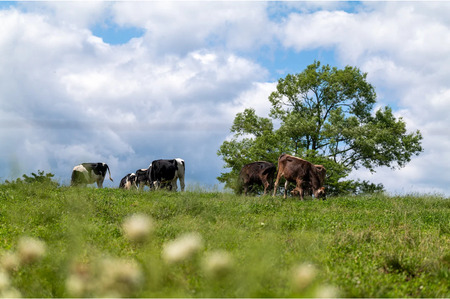 左草ブラウンスイス牧場　コンビーフ「わりくら」３個セット