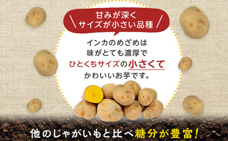 馬鈴しょインカのめざめ 5㎏×1箱 野菜 じゃがいも インカのめざめ 一口サイズ ジャガイモ 北海道ふるさと納税 千歳市 ふるさと納税 北海道千歳市