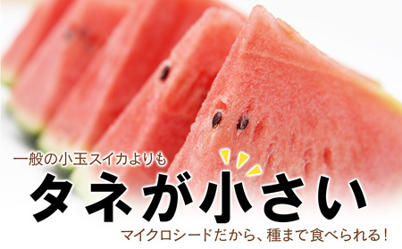 【2026年8月中旬より発送】 有機JAS認定！ スイカ ピノガール 数量限定 すいか 小玉 西瓜 フルーツ セット 果物  【かねこ農園】