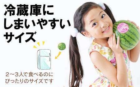 【2026年8月中旬より発送】 スイカ ピノガール 数量限定 すいか 小玉 西瓜 フルーツ セット 果物 【かねこ農園】