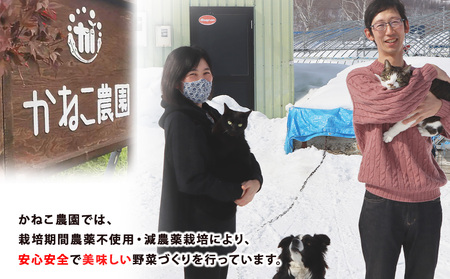 【2026年9月末より発送】北海道産 旬の秋ニンジン 20㎏ 【かねこ農園】