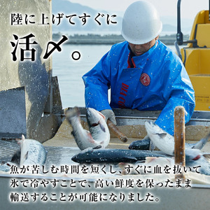 【大槌サーモン】定塩・塩切身約1.6kg (4～5切入り 真空パック×4パック)