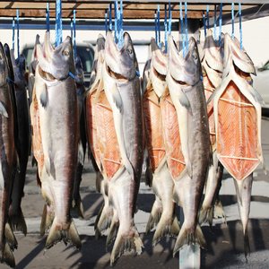 【2025年12月中旬より発送】『新巻鮭』半身 切身 