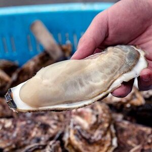 【牡蠣グラタン】 6個入り 小分け｜かき カキ 冷凍 レンチン レンジ でチン 香り 真空パック 手軽 岩手 いわて 三陸 iwate 大槌