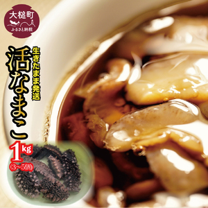 【令和8年1月より発送】活ナマコ（1kg：3個～5個）｜新鮮 ナマコ なまこ 岩手 三陸 いわて iwate 岩手県 大槌町