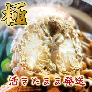 【令和8年発送】岩手三陸産【活毛蟹】| 400g×2【2026年2月~4月発送】新鮮の極 | 毛がに 毛かに
