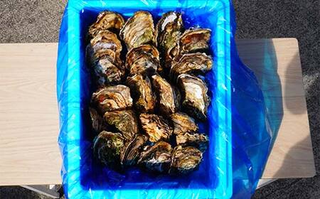 大福丸の殻付き牡蠣 20個 【三陸山田産】【沖縄・離島配送不可】三陸山田 山田町 山田湾 海産品 かき YD-721