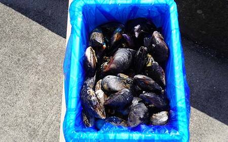 大福丸のムール貝 3kg【三陸山田産】【配送日指定不可】【沖縄・離島配送不可】三陸山田 山田町 山田湾 海産品 しゅうり貝 海鮮 シーフード おつまみ 殻付き 酒蒸し パスタ パエリア ワイン蒸し YD-762