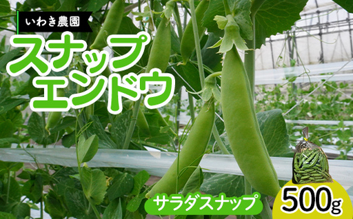 【5月中旬～6月中旬発送！】 スナップエンドウ 500g いわき農園 三陸山田 山田町 野菜 有機栽培 無農薬 YD-1086