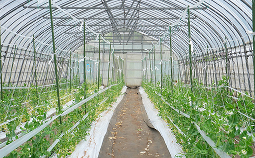 【5月中旬～6月中旬発送！】 スナップエンドウ 500g いわき農園 三陸山田 山田町 野菜 有機栽培 無農薬 YD-1086