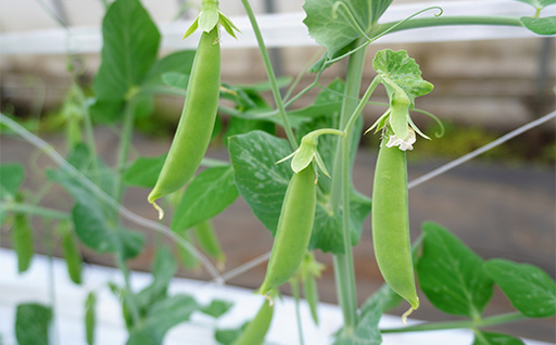 【5月中旬～6月中旬発送！】 スナップエンドウ 500g いわき農園 三陸山田 山田町 野菜 有機栽培 無農薬 YD-1086