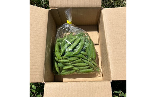【5月中旬～6月中旬発送！】 スナップエンドウ 500g いわき農園 三陸山田 山田町 野菜 有機栽培 無農薬 YD-1086