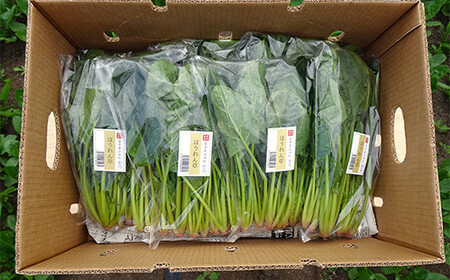 いわき農園の新鮮ほうれん草セット 2kg ホウレンソウ 野菜 【配送日指定不可】YD-609