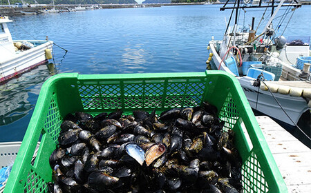 ケッツラゲーおじさんのムール貝 4kg しゅうり貝 【沖縄県・離島配送不可　配送日指定不可】 YD-620