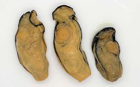 【訳あり】山田の特大牡蠣くん 約500g YD-535