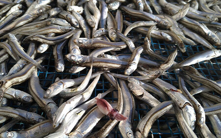 大和水産の煮干しお試し200g×2袋セット 三陸山田 山田町 かたくちいわし まいわし 出汁 おつまみ おやつ YD-516