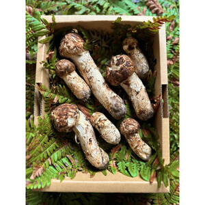 【2026秋発送】産地直送　岩手県岩泉町産まつたけ　ご家庭用不揃いセット300g_野菜 松茸 きのこ まつたけ マツタケ_【配送不可地域：離島】【1414082】